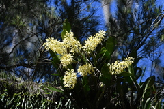 Dendrobium speciosum