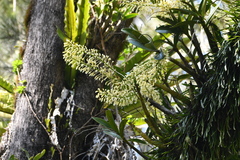 Dendrobium speciosum