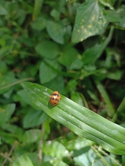 Epilachna tredecimnotata