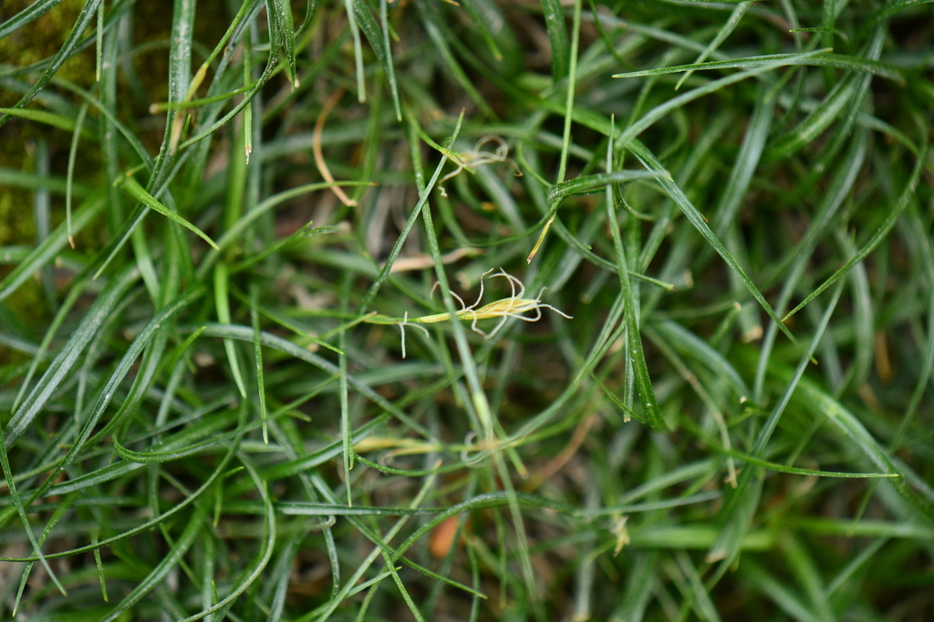 Carex oligocarya