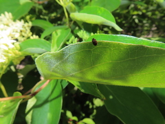 Anthrenus fuscus
