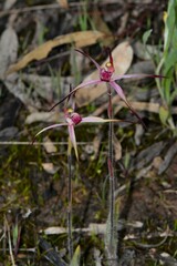 Caladenia versicolor