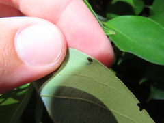 Anthrenus fuscus