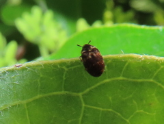 Anthrenus fuscus
