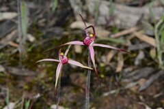 Caladenia versicolor