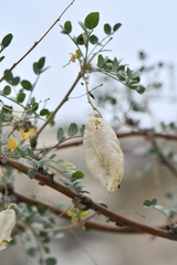 Colutea