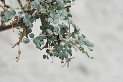 Colutea