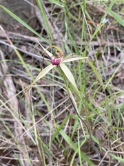 Caladenia fragrantissima