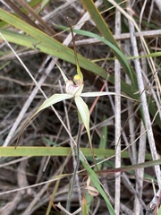 Caladenia fragrantissima