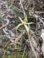 Caladenia fragrantissima