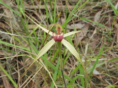 Caladenia fragrantissima