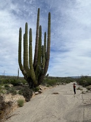 Pachycereus pringlei