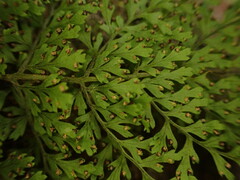 Dryopteris glabra pusilla