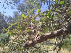 Eucalyptus todtiana