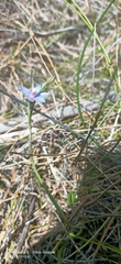 Thelymitra mucida