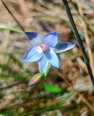 Thelymitra mucida