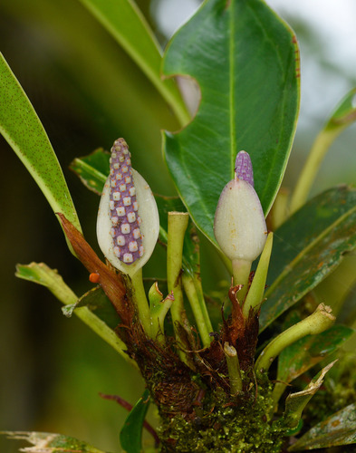 Anthurium obtusum image