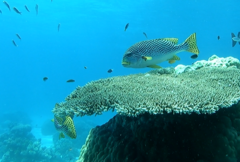 Plectorhinchus lineatus