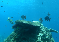 Plectorhinchus lineatus