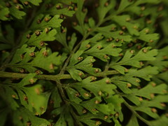 Dryopteris glabra pusilla