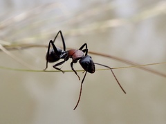 Myrmophyma