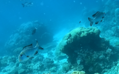 Monotaxis grandoculis