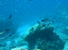 Monotaxis grandoculis