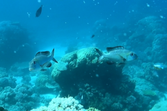 Monotaxis grandoculis