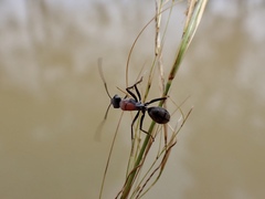 Myrmophyma