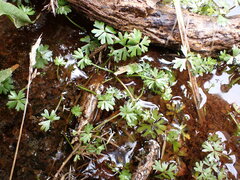 Ranunculus glabrifolius