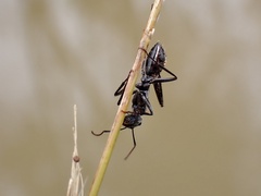 Myrmophyma