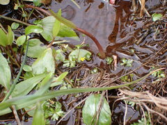 Ranunculus glabrifolius