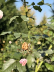 Araneus