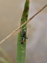 Myrmophyma