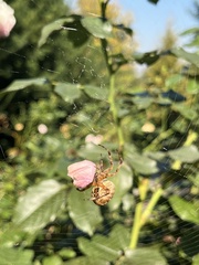 Araneus