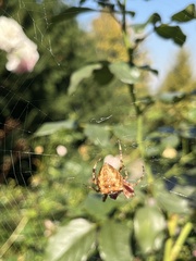 Araneus