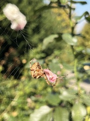 Araneus