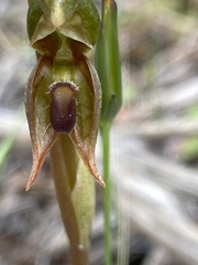 Pterostylis ferruginea