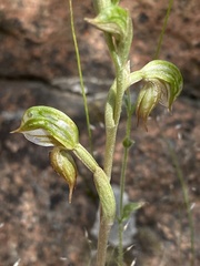 Pterostylis ferruginea
