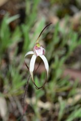 Caladenia versicolor