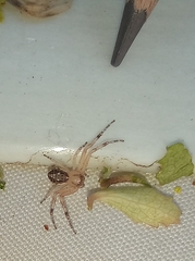 Diaea ambara