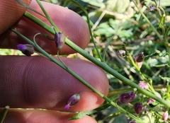 Pennellia longifolia