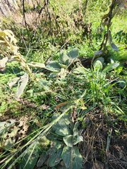 Pennellia longifolia