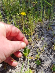 Hypochaeris glabra
