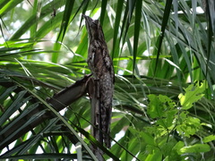 Nyctibius jamaicensis