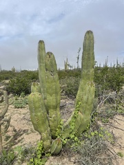 Lophocereus schottii