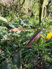 Pennellia longifolia
