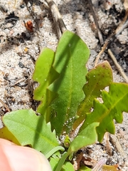 Hypochaeris glabra