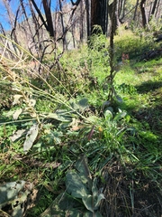 Pennellia longifolia