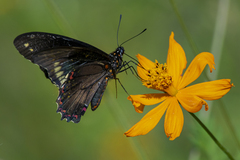 Battus polydamas polydamas